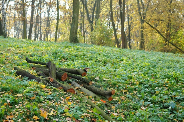 Flacher Fokusschuss von Holzstämmen, die auf einem Grasboden im Wald gelegt werden