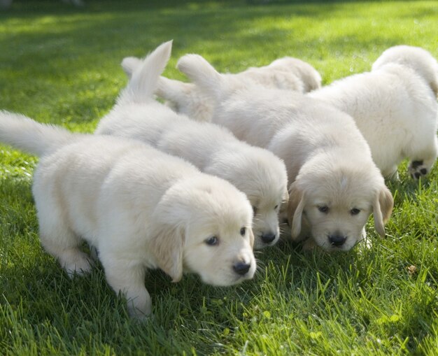 Flacher Fokusschuss von niedlichen Golden Retriever Welpen, die auf dem Boden schnüffeln