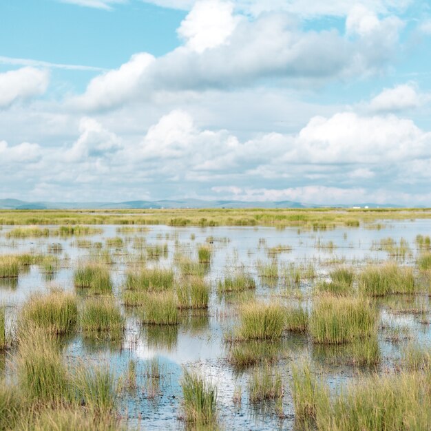 Flacher Teich mit darin wachsenden Pflanzen und einem blauen bewölkten Himmel