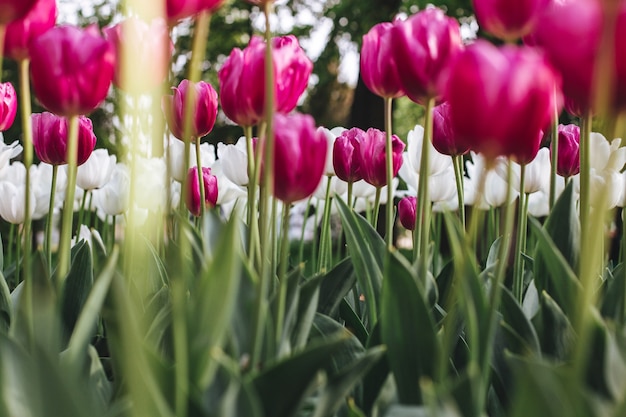 Flacher Winkelschuss der bunten Tulpen, die in einem Feld blühen