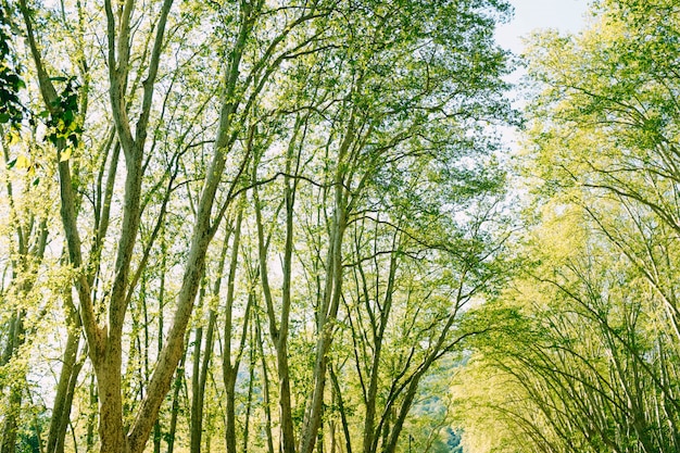 Flacher Winkelschuss der schönen grünen Bäume in einem Wald