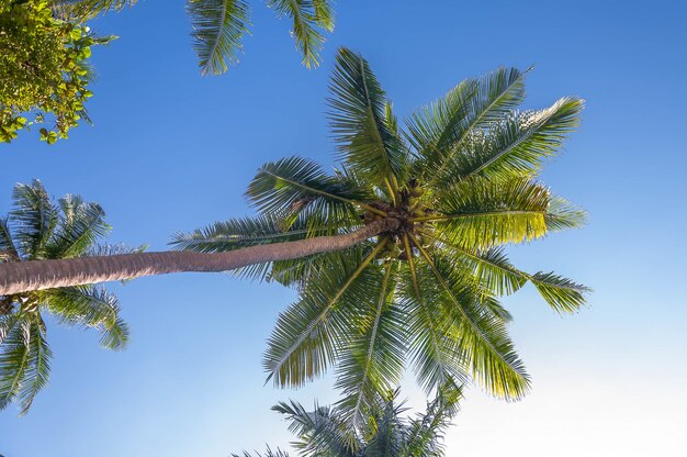 Flacher Winkelschuss der schönen tropischen Palmen unter dem sonnigen Himmel