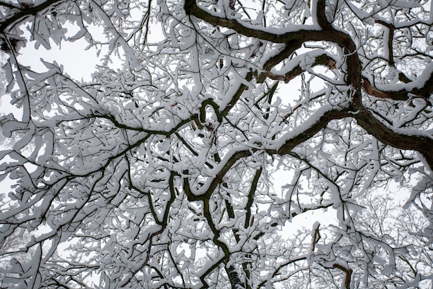 Flacher Winkelschuss der Zweige eines Baumes, der im Winter mit Schnee bedeckt ist