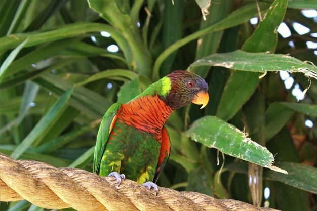 Flacher Winkelschuss des Regenbogen-Lorikeet, der auf einem Seil sitzt