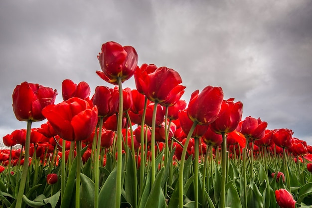 Flacher Winkelschuss einer roten Blume, die mit einem bewölkten Himmel im Hintergrund abgelegt wird