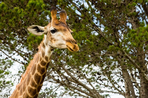 Flacher Winkelschuss einer schönen Giraffe, die vor den schönen Bäumen steht