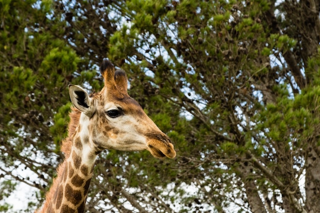 Flacher Winkelschuss einer schönen Giraffe, die vor den schönen Bäumen steht