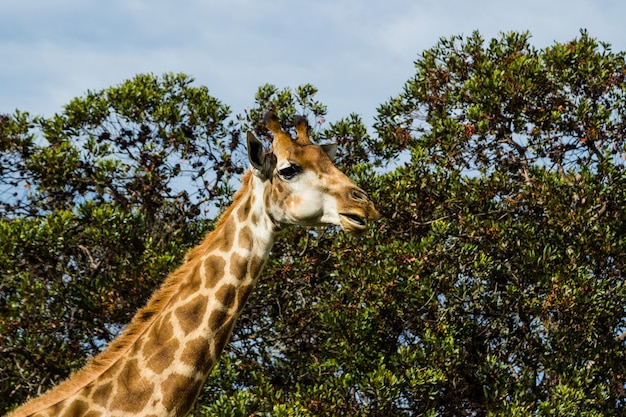 Flacher Winkelschuss einer schönen Giraffe, die vor den schönen Bäumen steht