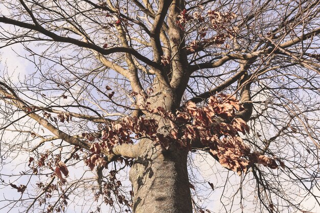 Flacher Winkelschuss eines blattlosen Baumes unter einem bewölkten Himmel