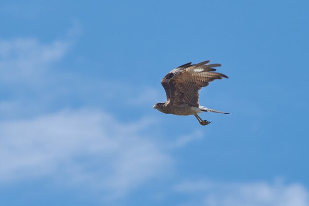 Flacher Winkelschuss eines Falken, der in einem klaren blauen Himmel fliegt