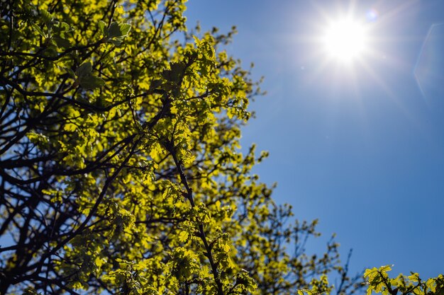 Flacher Winkelschuss eines grünblättrigen Baumes unter einem hellen Himmel