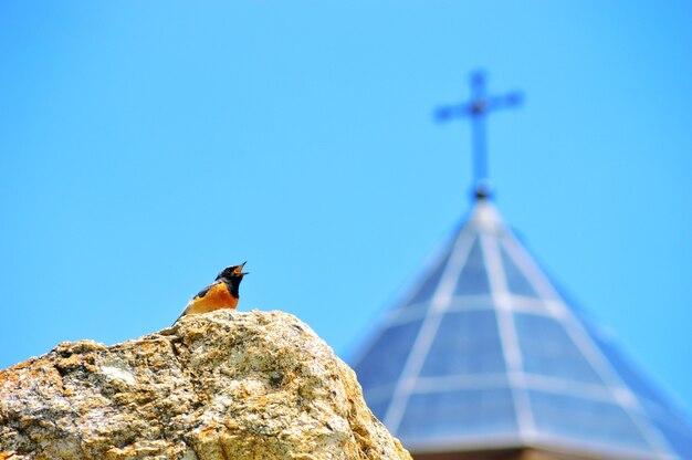 Flacher Winkelschuss eines Vogels auf einem Felsen beim Zwitschern