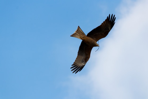 Flacher Winkelschuss eines Vogels, der in einem bewölkten blauen Himmel fliegt