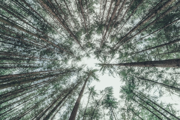 Flacher Winkelschuss von dünnen Bäumen in einem Wald