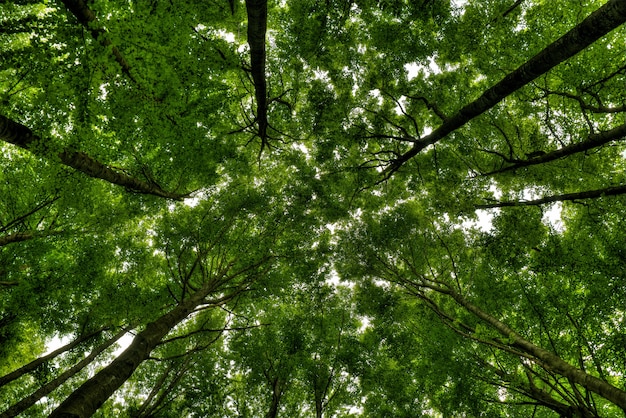 Flacher Winkelschuss von hohen Bäumen in einem schönen grünen Wald