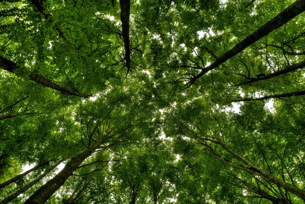 Flacher Winkelschuss von hohen Bäumen in einem schönen grünen Wald