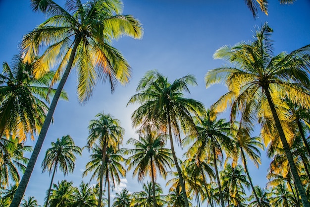 Flacher Winkelschuss von Kokospalmen gegen einen blauen Himmel mit der Sonne, die durch die Bäume scheint