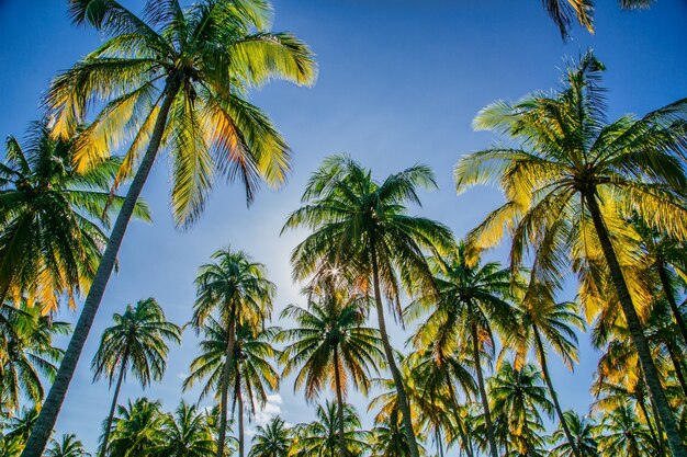 Flacher Winkelschuss von Kokospalmen gegen einen blauen Himmel mit der Sonne, die durch die Bäume scheint