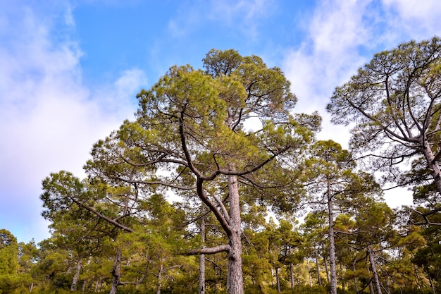 Flacher Winkelschuss von riesigen Kiefern im Wald mit einem klaren blauen Himmel