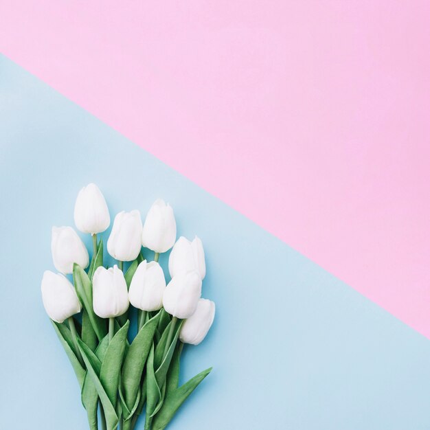 Flachlage des hübschen Tulpenblumenstraußes auf blauem und rosa Hintergrund mit Raum auf die Oberseite