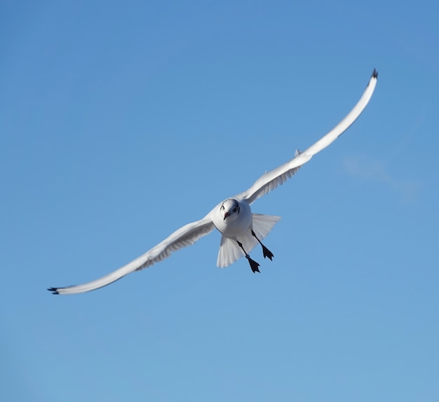 Flachwinkelaufnahme einer Möwe am Himmel