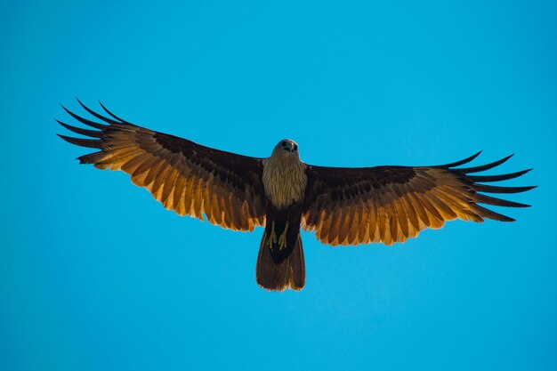 Flachwinkelaufnahme eines goldenen Falken, der auf einem blauen Himmel fliegt