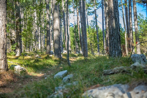 Flachwinkelaufnahme eines Waldes in Slowenien