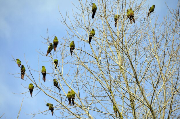 Flachwinkelaufnahme von Vögeln, die auf den kahlen Ästen eines Baumes sitzen