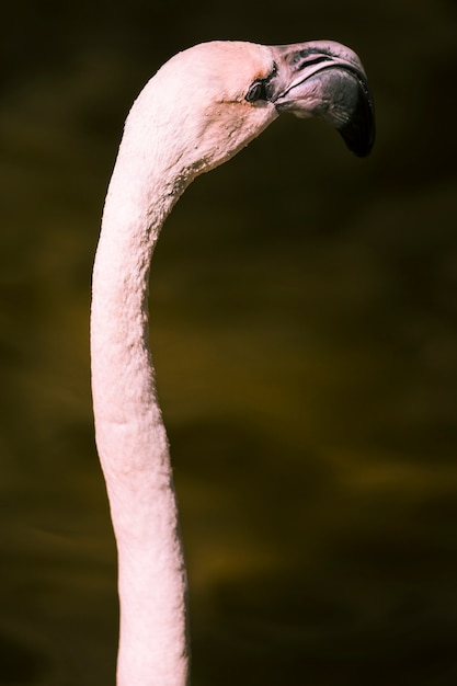 Kostenloses Foto flamingo