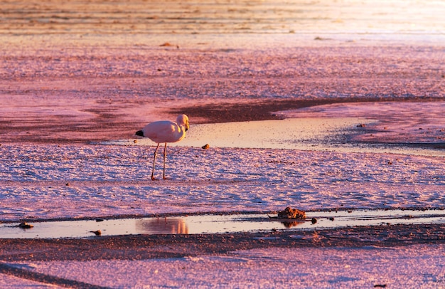 Kostenloses Foto flamingo