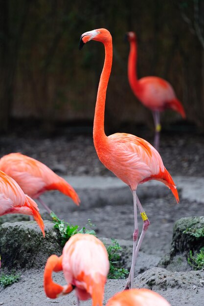 Flamingos im Zoo von Miami