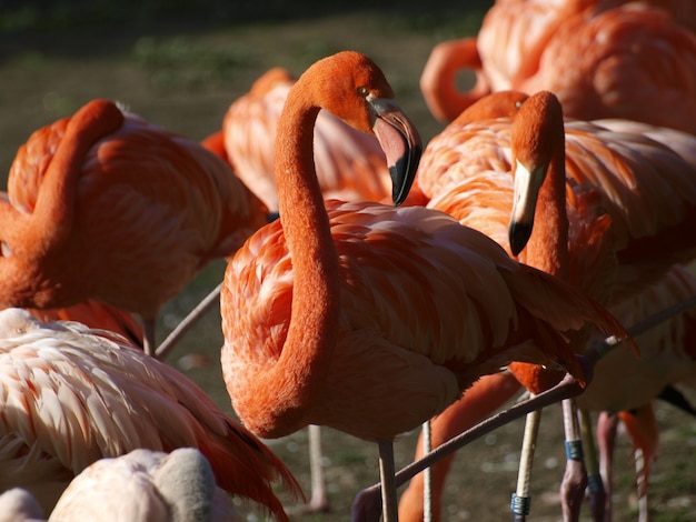 Flamingos in der Natur
