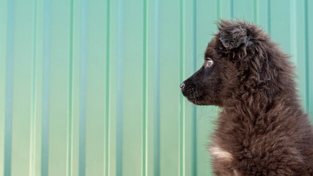 Flaumiger Hund der Seitenansicht, der weg schaut