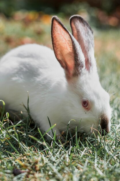 Flaumiges weißes Kaninchen, das im Gras sich versteckt