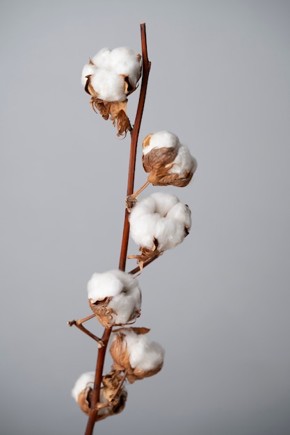 Kostenloses Foto flauschige baumwollpflanze mit knospen