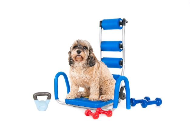 Flauschiger Hund sitzt auf blauen Heimtrainingsinstrumenten mit mehreren Hanteln herum