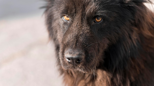 Flauschiger schwarzer Hund im Freien mit Kopienraum