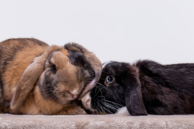 Flauschiges Kaninchen-Haustierportrait