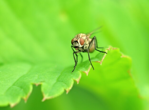 Fliege auf einem Blatt