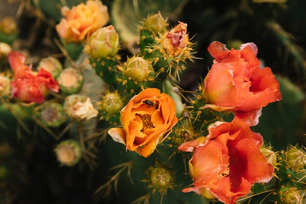 Fliege, die auf Kaktusfeigenblume bestäubt