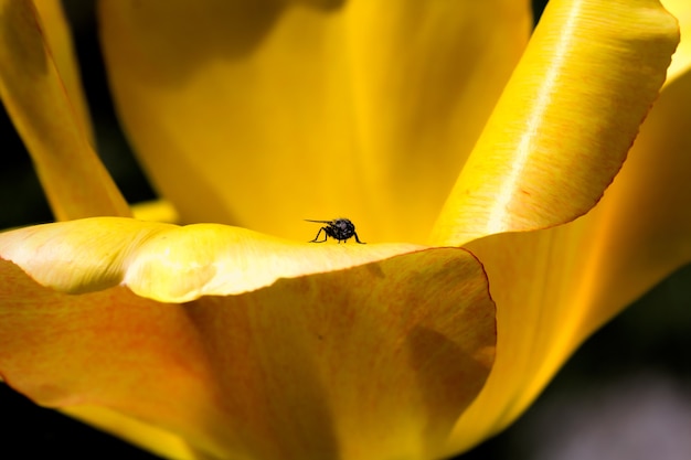 Fliege sitzend auf den gelben Blütenblättern einer Blume