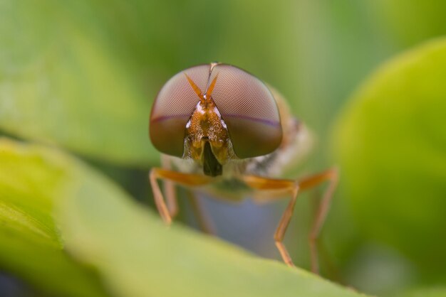 fliegen