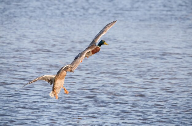 Fliegende Enten