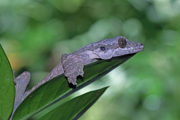 Fliegende Gecko-Tarnung auf grünen Blättern Fliegende Gecko-Nahaufnahme auf Baum