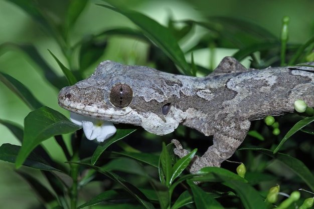 Fliegende Gecko-Tarnung auf grünen Blättern Fliegende Gecko-Nahaufnahme auf Baum