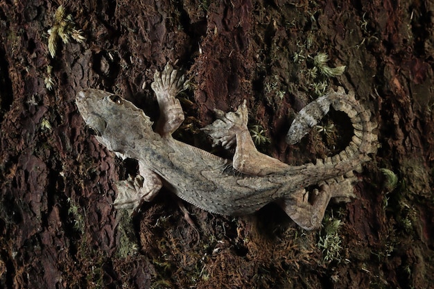 Fliegende Gecko-Tarnung auf Holz Fliegende Gecko-Nahaufnahme auf Baum
