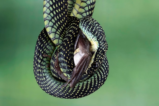 Fliegende Schlange, die einen Laubfrosch auf natürlichem Hintergrund isst Fliegende Schlange Chrysopelea