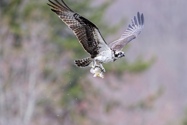 Fliegender Fischadler, der einen Fisch mit seinen Beinen unter dem Sonnenlicht mit einer Unschärfe hält