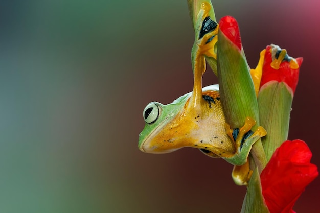 Fliegender Frosch auf roter Blume schöner Laubfrosch auf roter Blumentiernahaufnahme