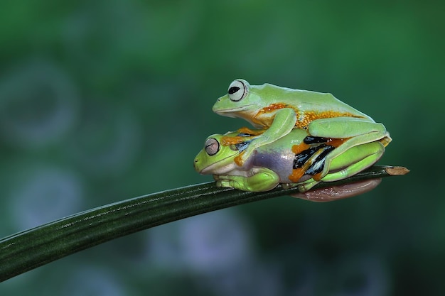 Fliegender Frosch, der auf Niederlassung sitzt Schöner Laubfrosch auf Niederlassung